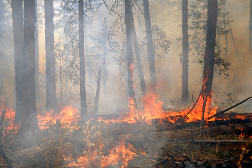 490 Prescribed fire burn, Colville National Forest