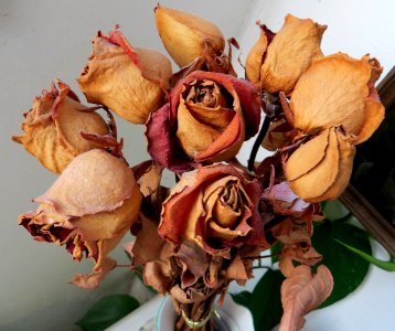 dying roses photo