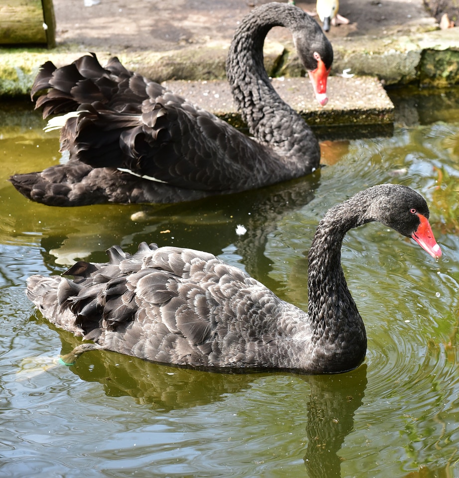Water bird nature water