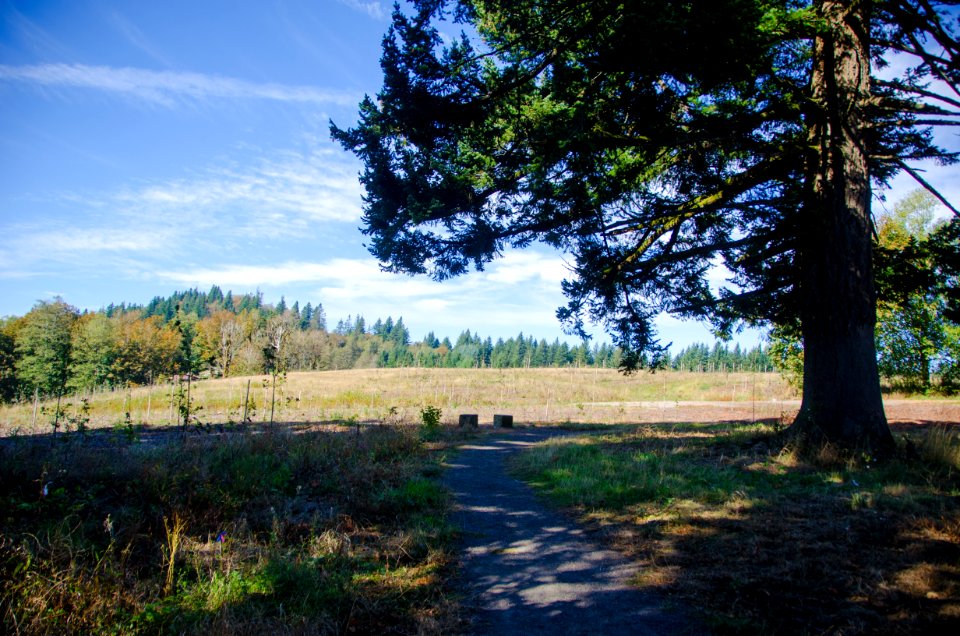 Tree Planting along Cape Horn Trail-Columbia River Gorge photo