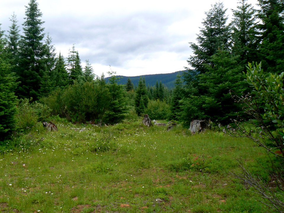 Field in the Clackamas Wilderness-Mt Hood