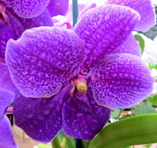 purple orchid 2 photo