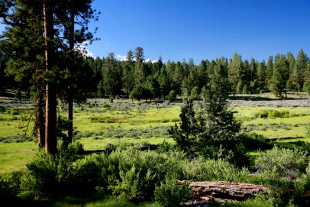 Field by Deer Creek Cabin-Malheur