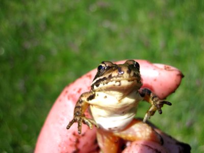 Cascade Frog-Unknown photo