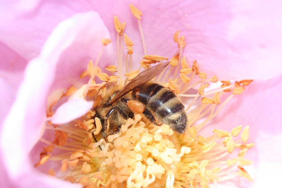 Insect flower macro