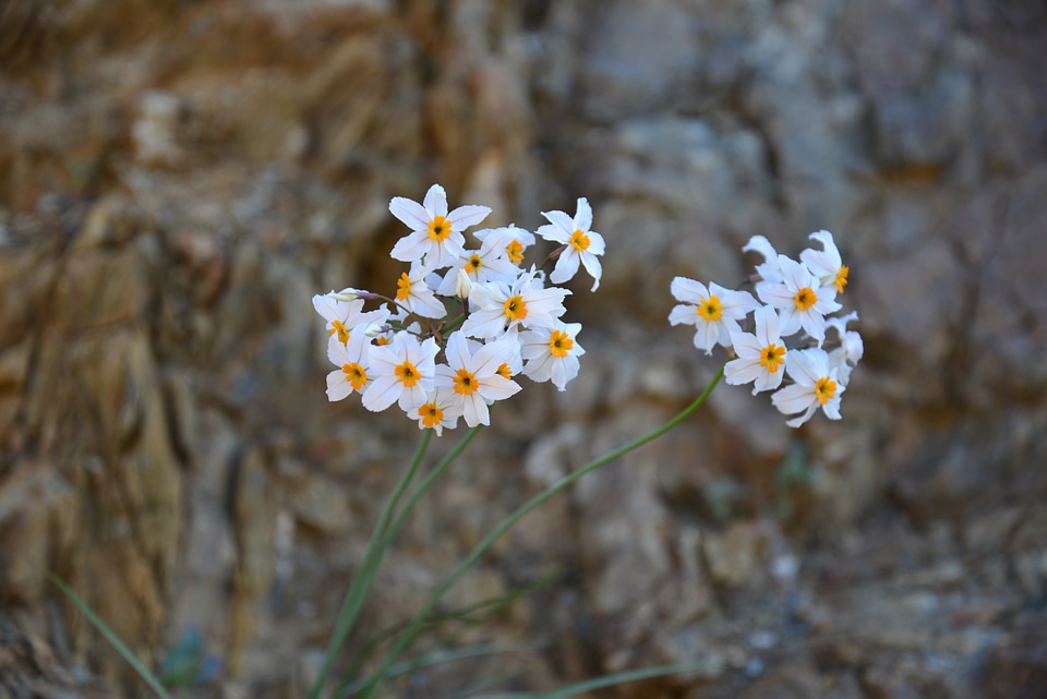 Flower desert nature