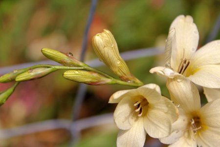 freisha perfume enhances senses