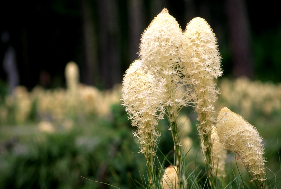 Field of Beargrass.jpg