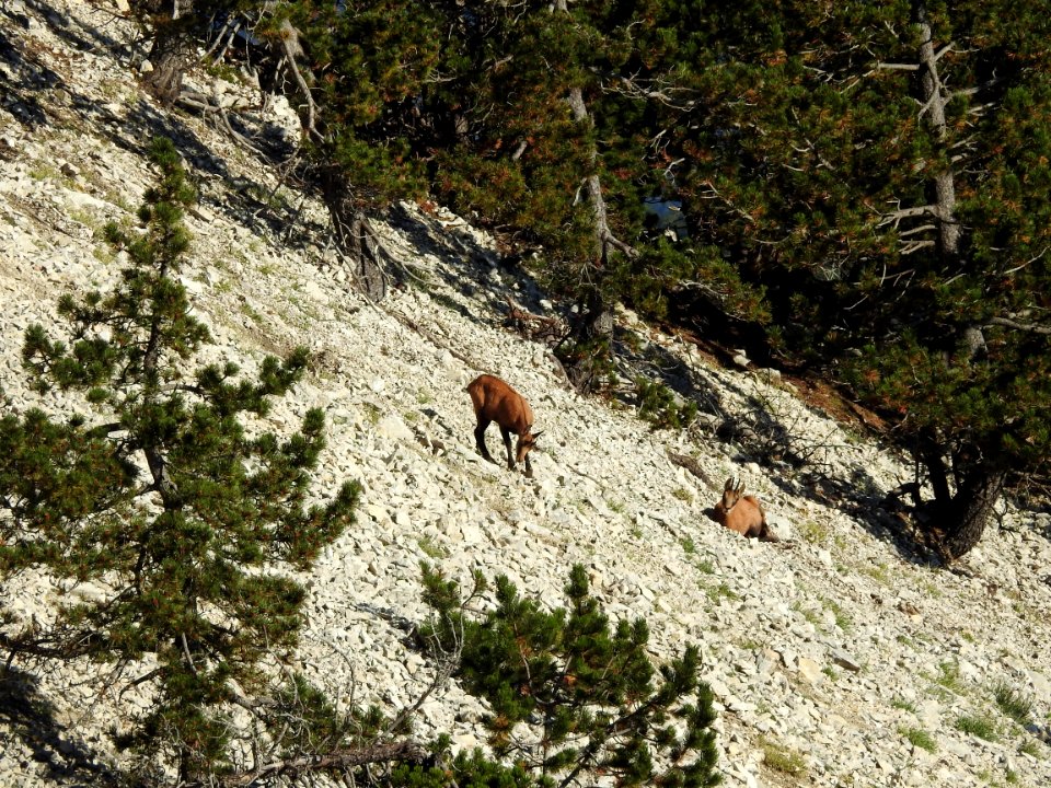 Chamois  :  Bain de Soleil
