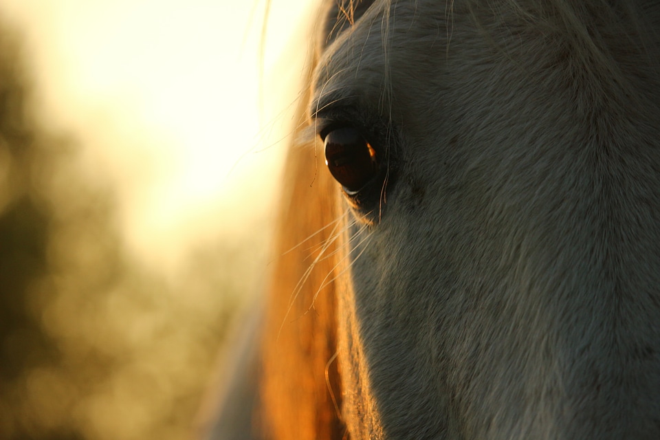 Horse eye autumn pasture