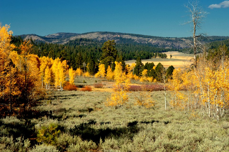 FALL AT BULL PRAIRIE-FREMONT WINEMA