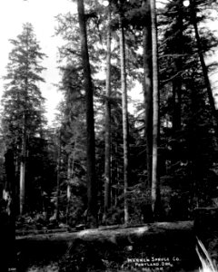 200 Cutting Spruce Trees