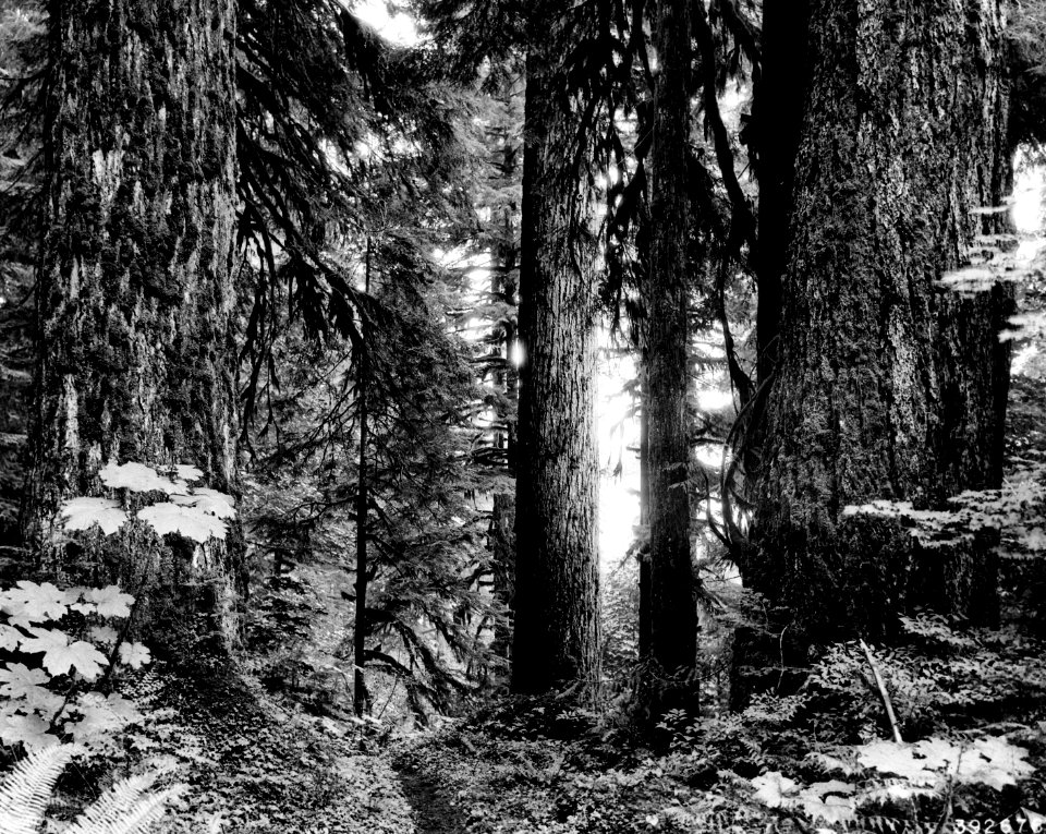 392676 Mature Douglas-fir on Black Oak Creek, Mt. Baker NF, WA 9-1936