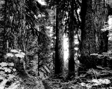 392676 Mature Douglas-fir on Black Oak Creek, Mt. Baker NF, WA 9-1936