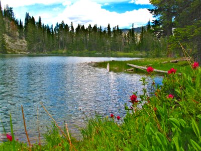 Red Mountain Lake Wildflowers, Wallowa-Whitman National Forest photo