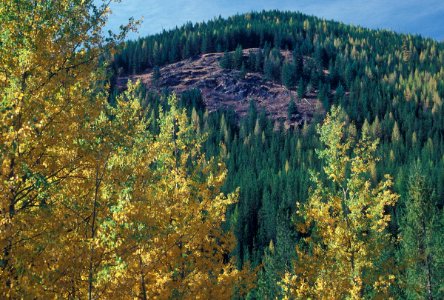 Fall Color 1-Colville National Forest