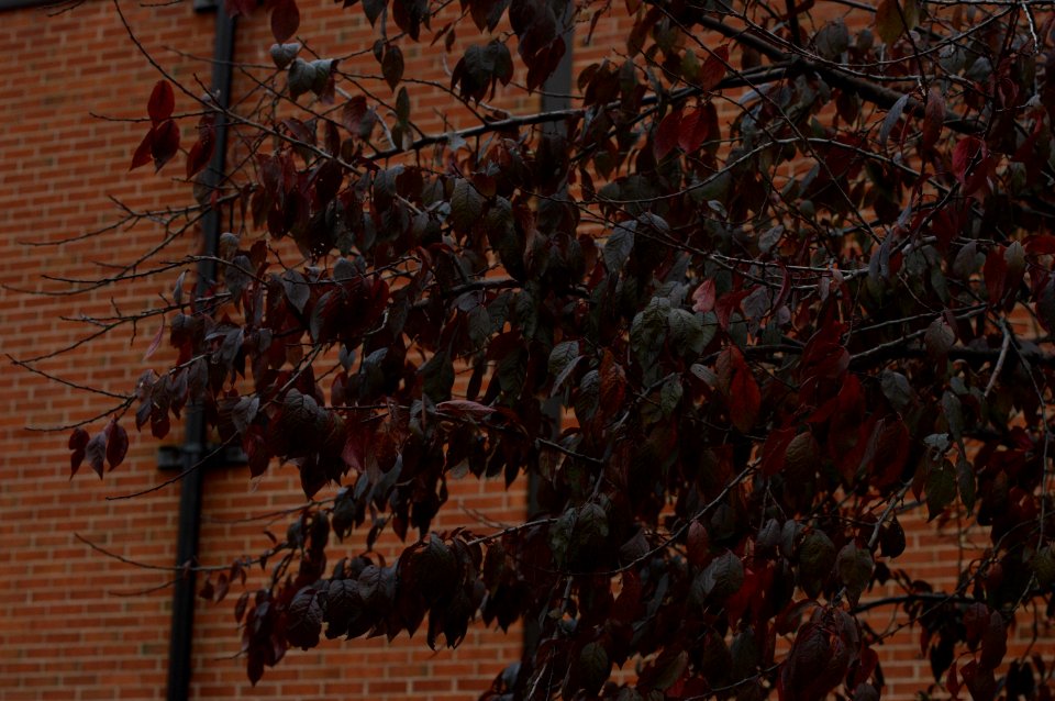 DSC 0090