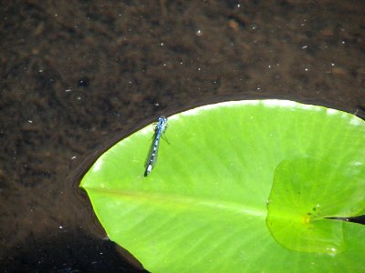 Dragonfly on Lilypad, Olympic National Forest