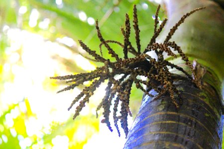 New Zealand Native Beauty/ Nikau photo