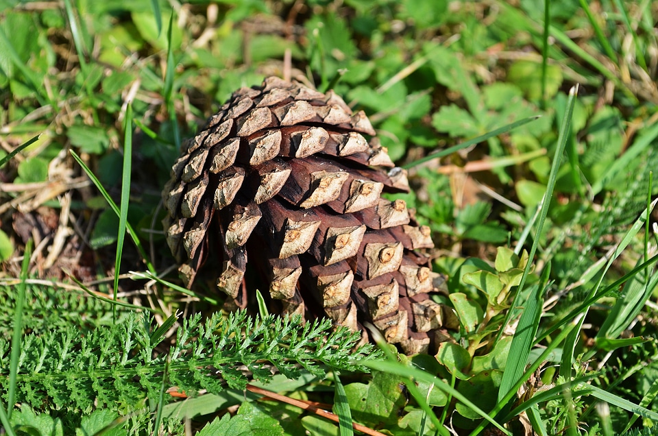 Iglak coniferous conifer
