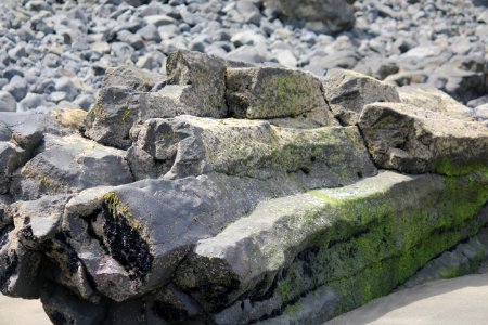petrified? or not...