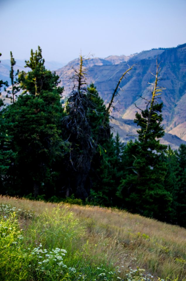 Forest Grove at Joseph Canyon, Wallowa Whitman National Forest