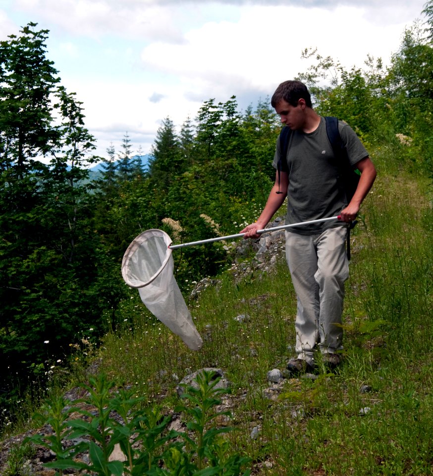 Man using Butterfly Net, Mt Baker Snoqualmie National Forest