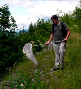 Man using Butterfly Net, Mt Baker Snoqualmie National Forest