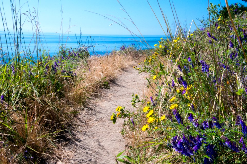 Summer flowers along the Pacific Northwest Trail on Ebeys Landing