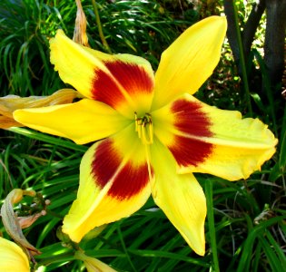 red-and-yellow daylily photo