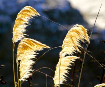 Toi Toi. the wind is my anchor