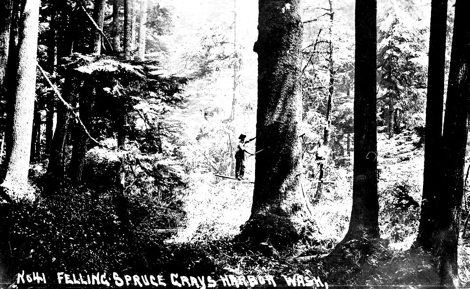 No. 41 Felling Spruce Grays Harbor Wash.