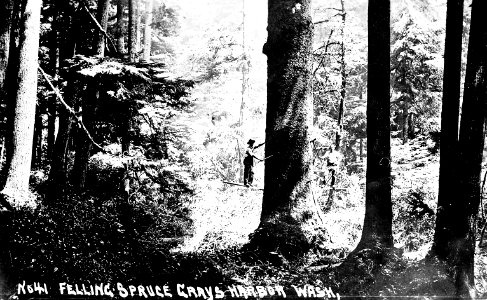 No. 41 Felling Spruce Grays Harbor Wash.