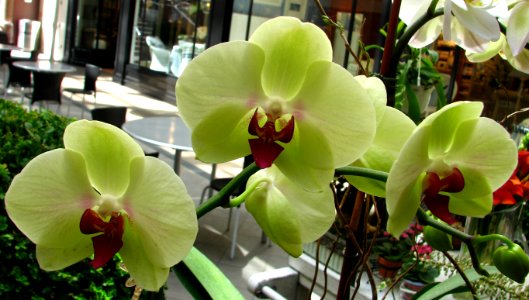 greenish orchids with red photo