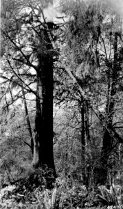 424110 Burning Snag, Olympic NF, WA 1915