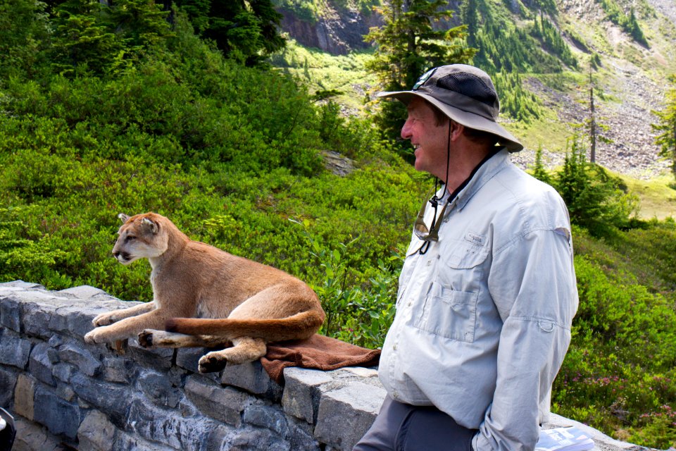 Stuffed Mountain Lion and Volunteer Ranger at Artist's Ridge, Mt Baker Snoqualmie National Forest