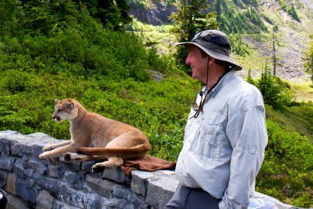 Stuffed Mountain Lion and Volunteer Ranger at Artist's Ridge, Mt Baker Snoqualmie National Forest photo