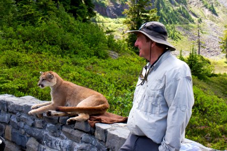 Stuffed Mountain Lion and Volunteer Ranger at Artist's Ridge, Mt Baker Snoqualmie National Forest