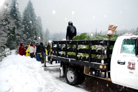 Christmas Tree Harvesting 2010, Mt Hood National Forest photo