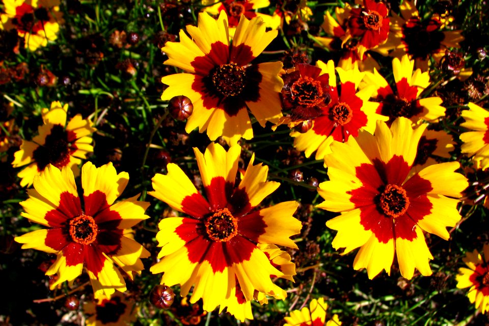 red-and-yellow flowers