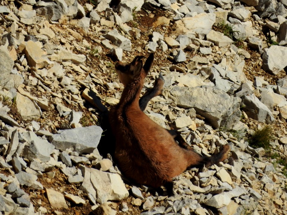 Chamois  Combe de Fonfiole