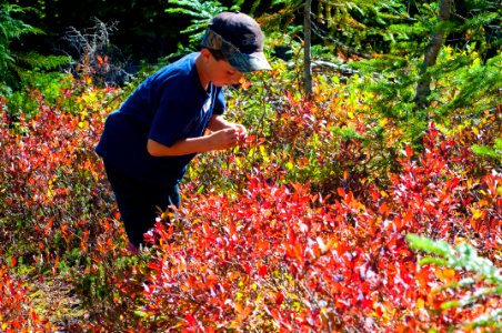 Kulshan Creek Youth Project - Boy Picking Huckleberries, Mt Baker Snoqualmie National Forest photo