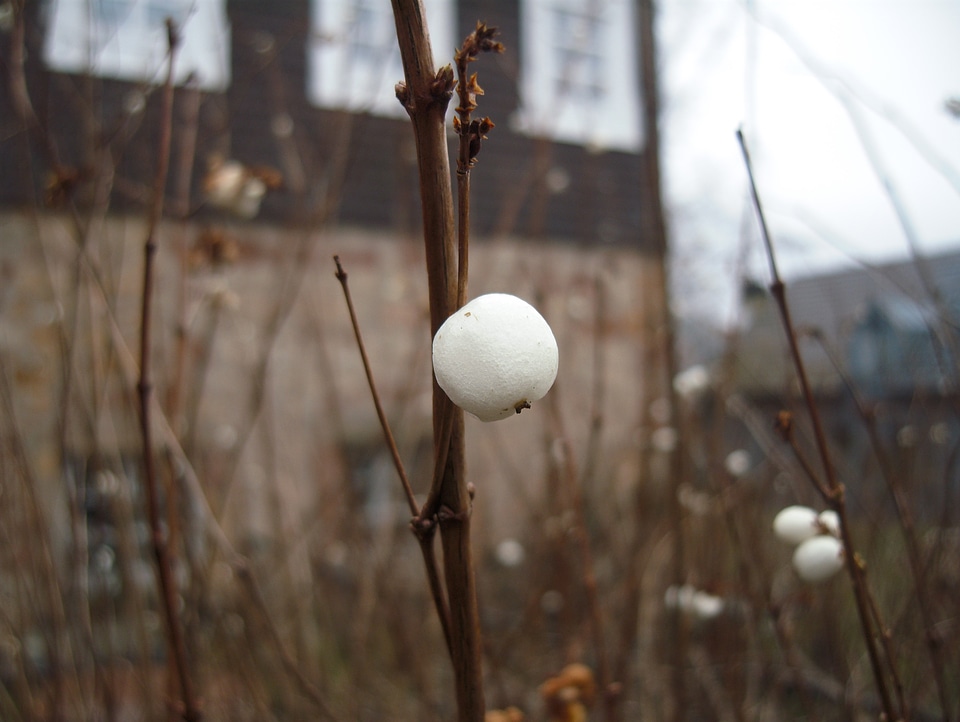 White hedge winter