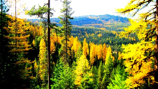 Fall Color at Lick Creek, Wallowa-Whitman National Forest photo