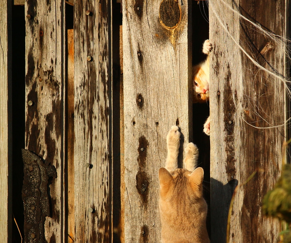 Hiding place play young cat
