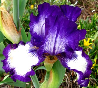 purple-and-white bearded iris 3