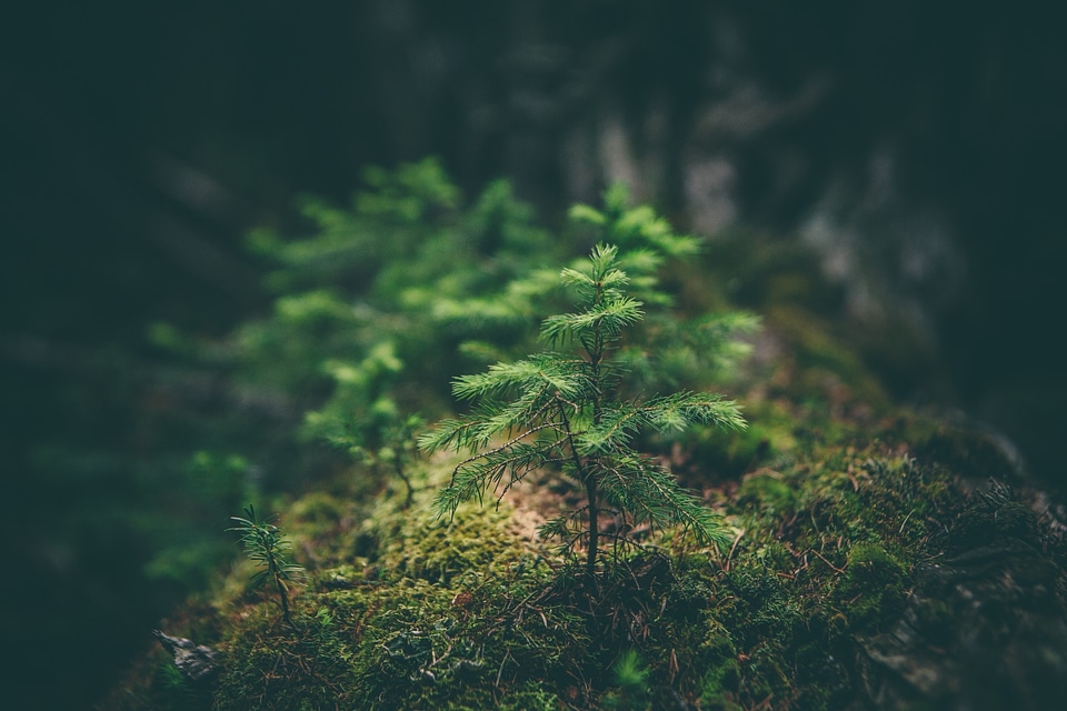 Green spring summer