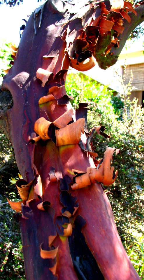 peeling bark