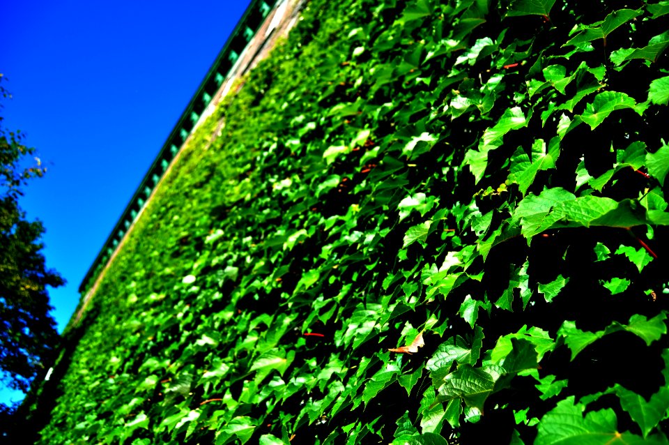 Ivy