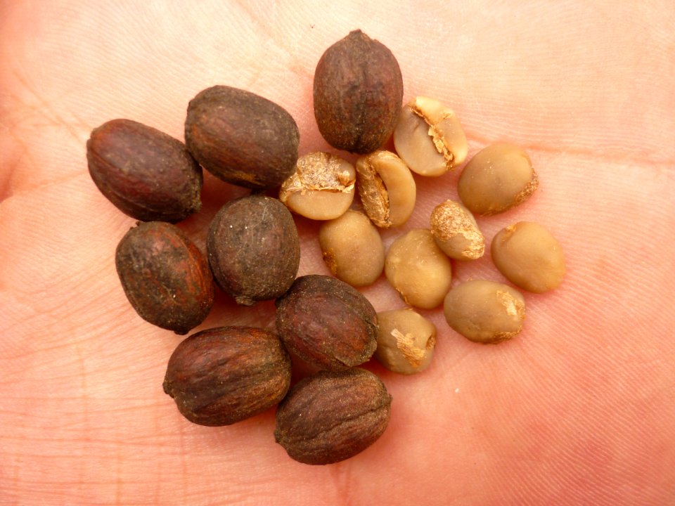 Coffea arabica Café 2